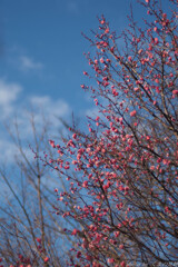忘れていても春は来る