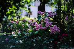 雨の朝に薔薇を想う：50ｍｍ