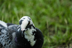 この鳥がライチョウに見えたあなたは･･･
