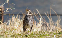 ハート模様の春羽毛