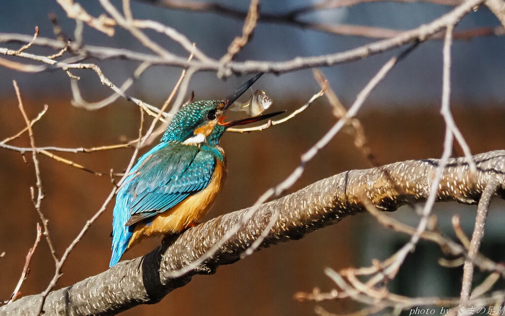 運のいい奴、悪い奴