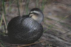 カモは炬燵に入れない