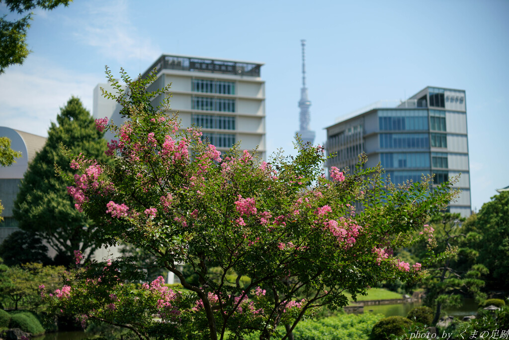 咲くや百日紅