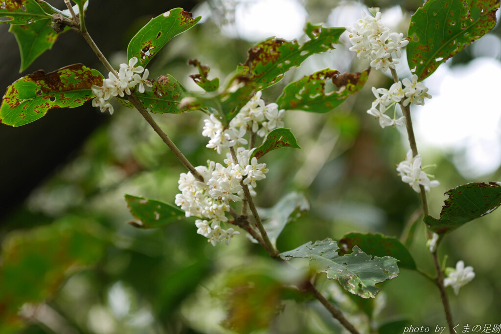 甘くフルーティーな