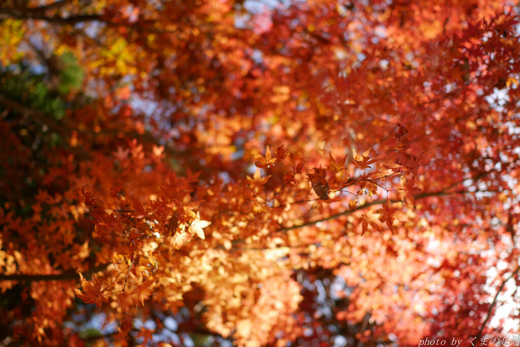 空(から)紅に