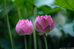 沈黙の花