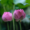 沈黙の花