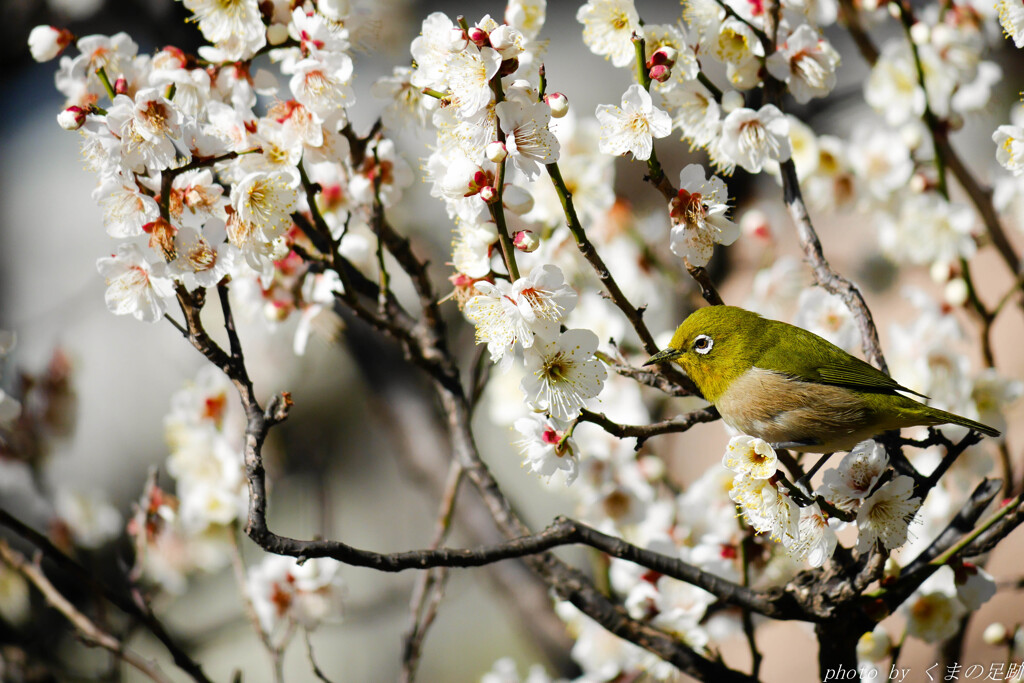 花鳥爛漫