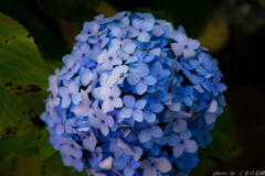 想い出Ｂｌｕｅ