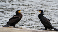 阿吽･･･ん？