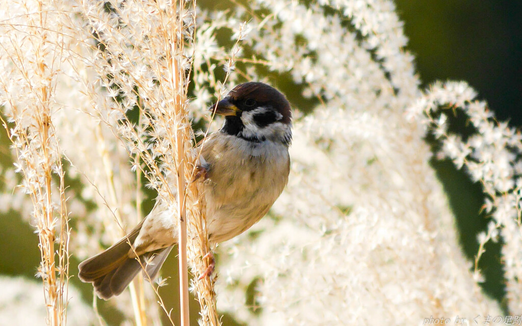 尾羽を見るとエビフライを思い出す