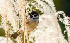 尾羽を見るとエビフライを思い出す