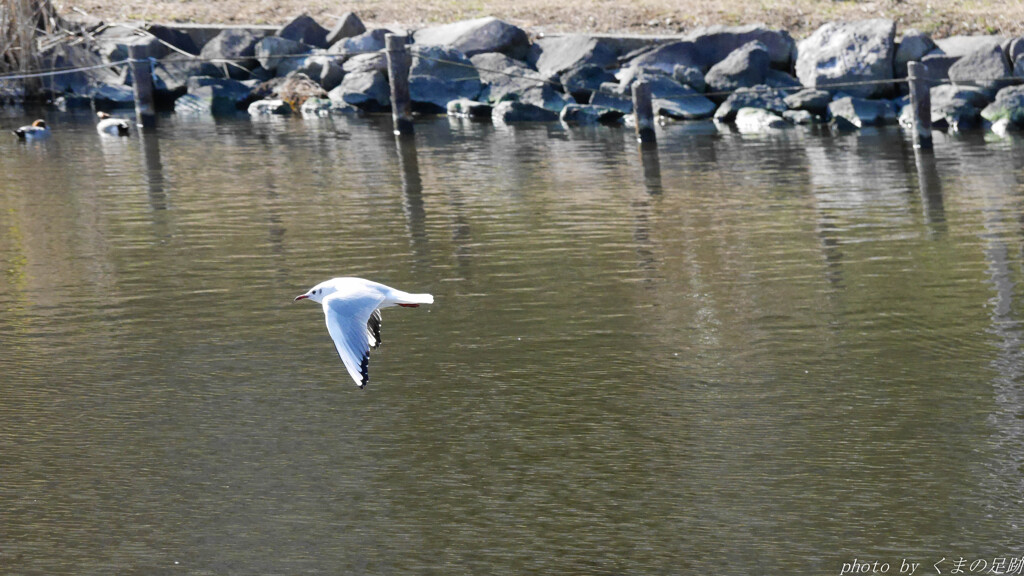 飛ぶ鳥を止める勢い