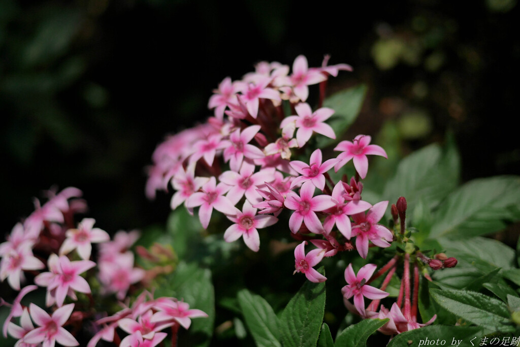 レンズに八百万は有や無しや