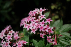 レンズに八百万は有や無しや