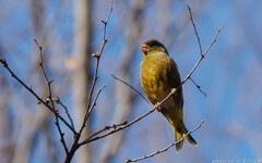 後ろ髪を引かれる