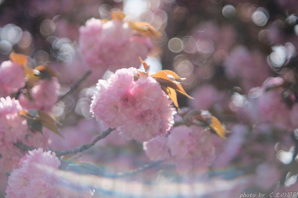オールドレンズ ３大あるある
