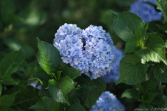 Blue Heart