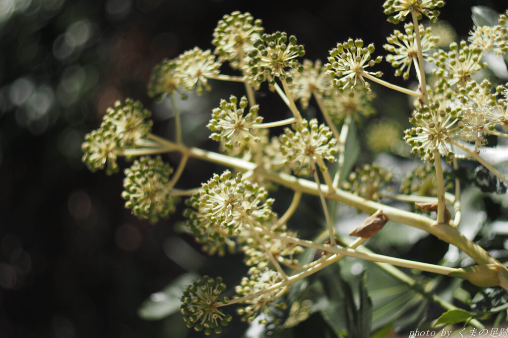 やってとって八つ手