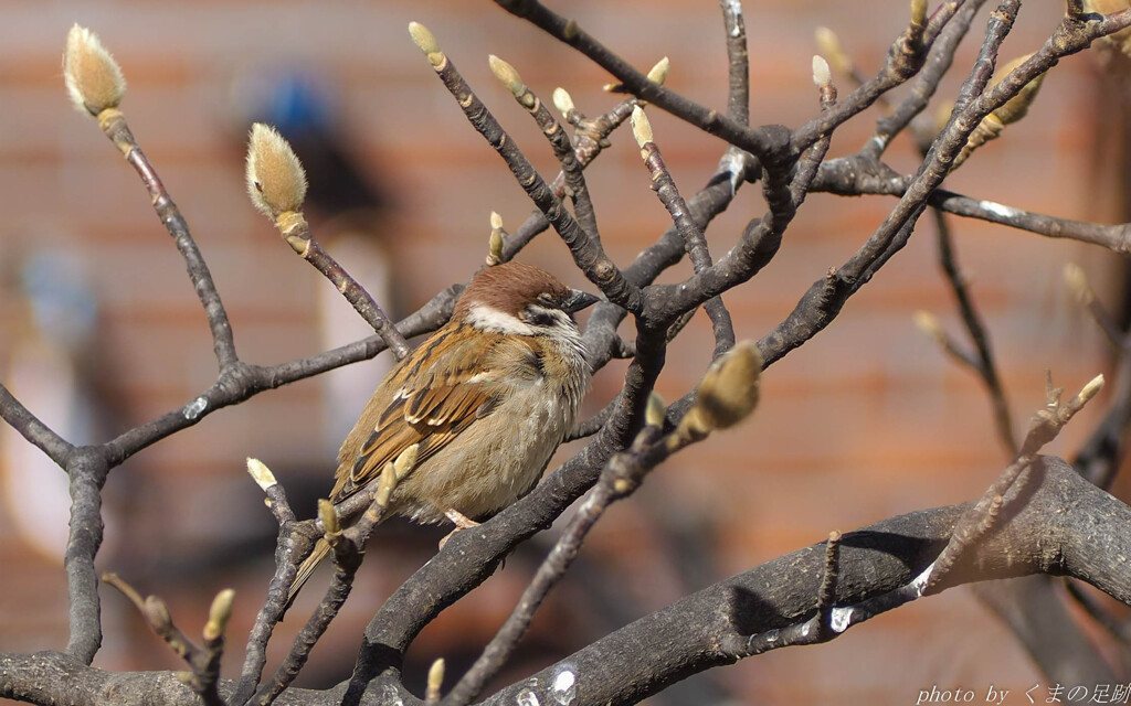 眠っている間に春は来る