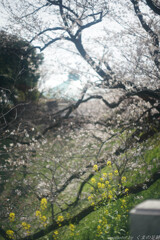 玉ねぎ遠く