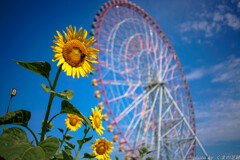 コダクロームの夏