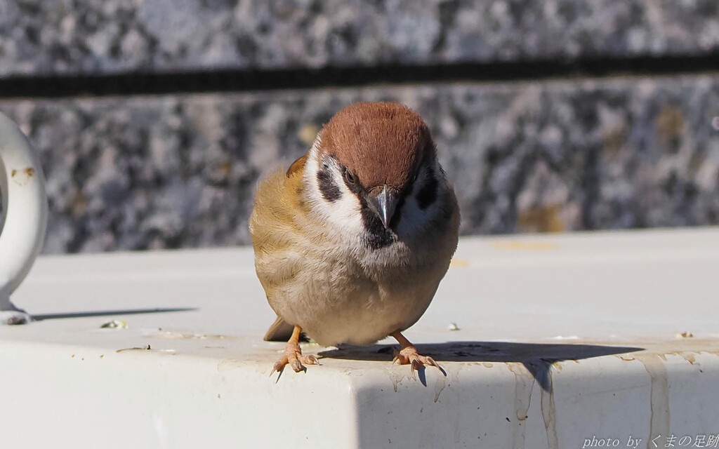 その嘴、凶暴につき
