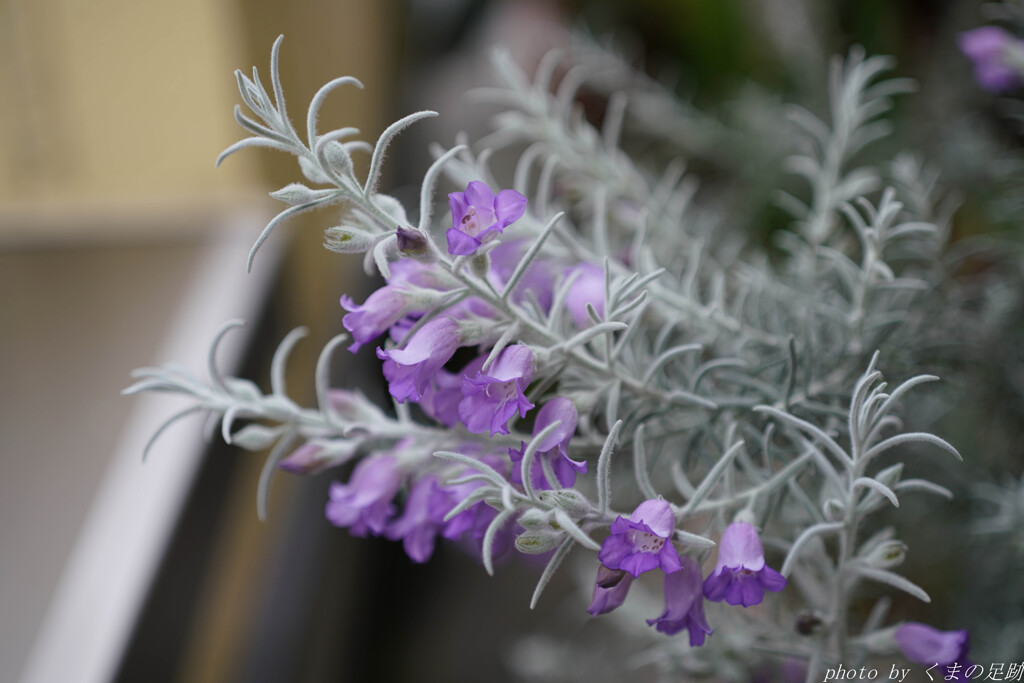 車庫の花