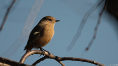 哀愁のお嬢さま