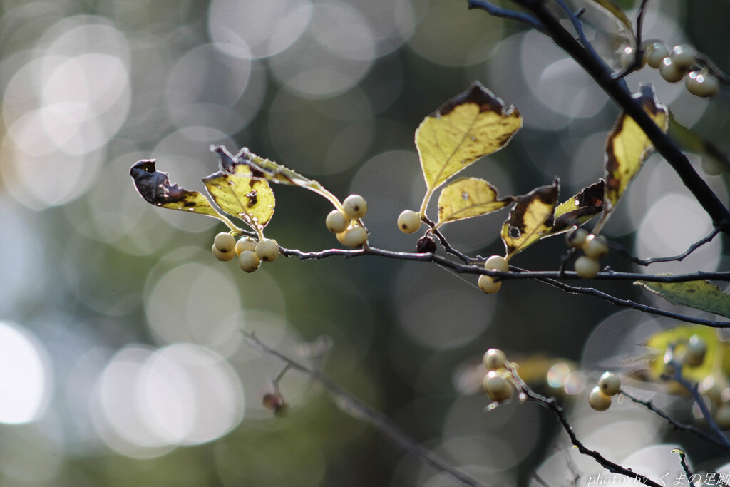 目玉おやじの実