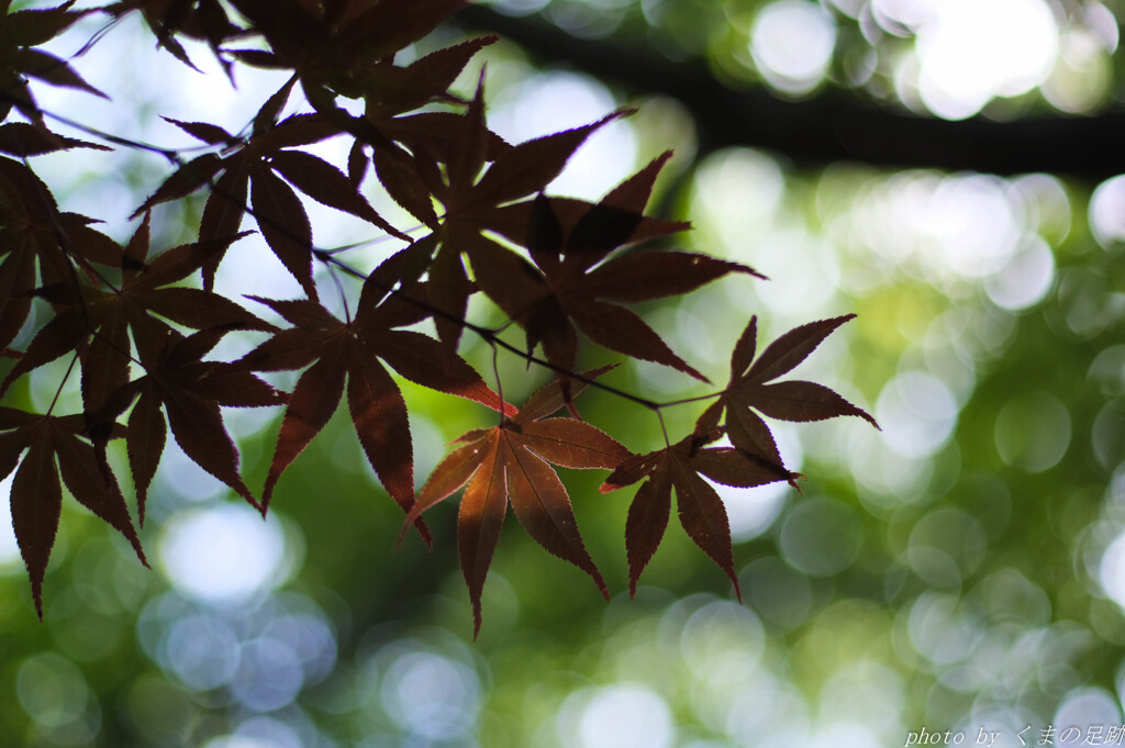 紅葉涼