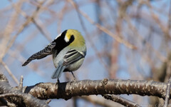 カワセミはどっちに行ったのと尋ねたら