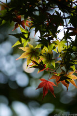 全部入りを愉しむ