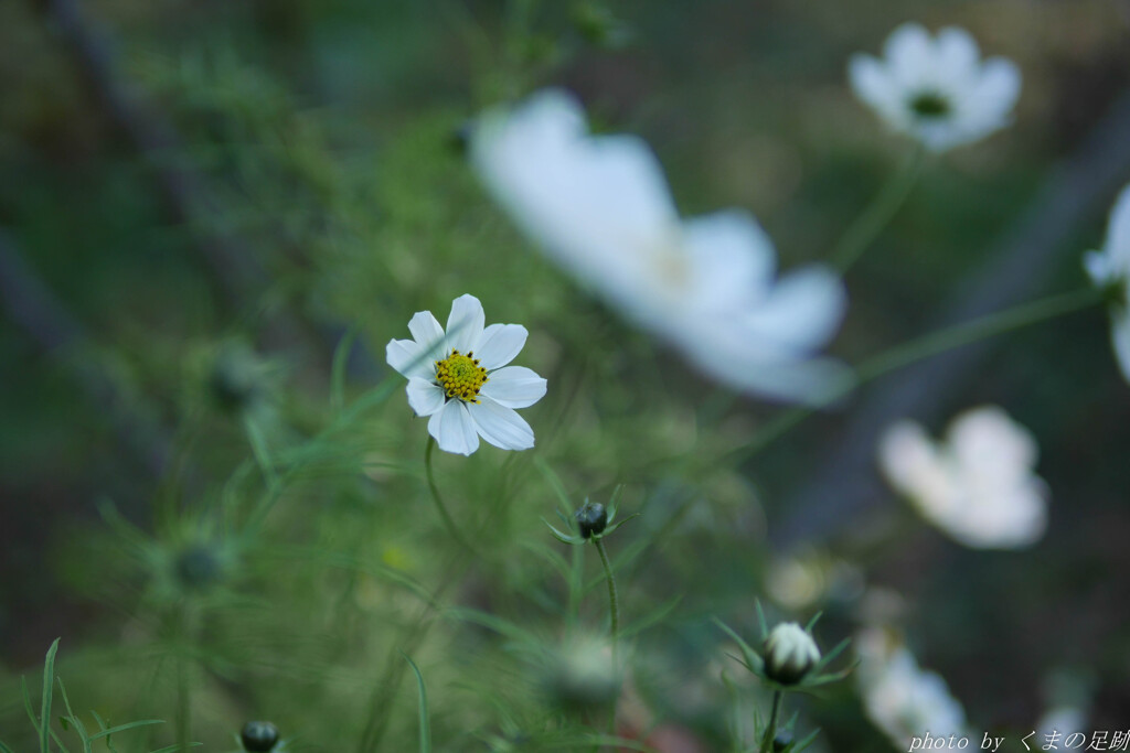 白いギターにかえたのは