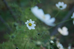 白いギターにかえたのは