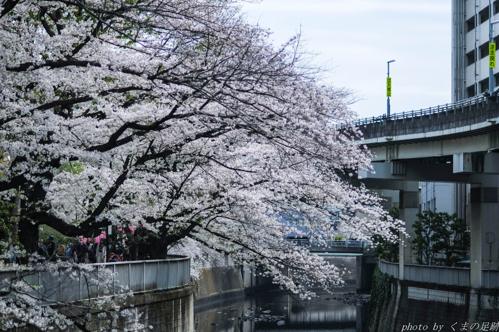 サクラ雪崩ゆく
