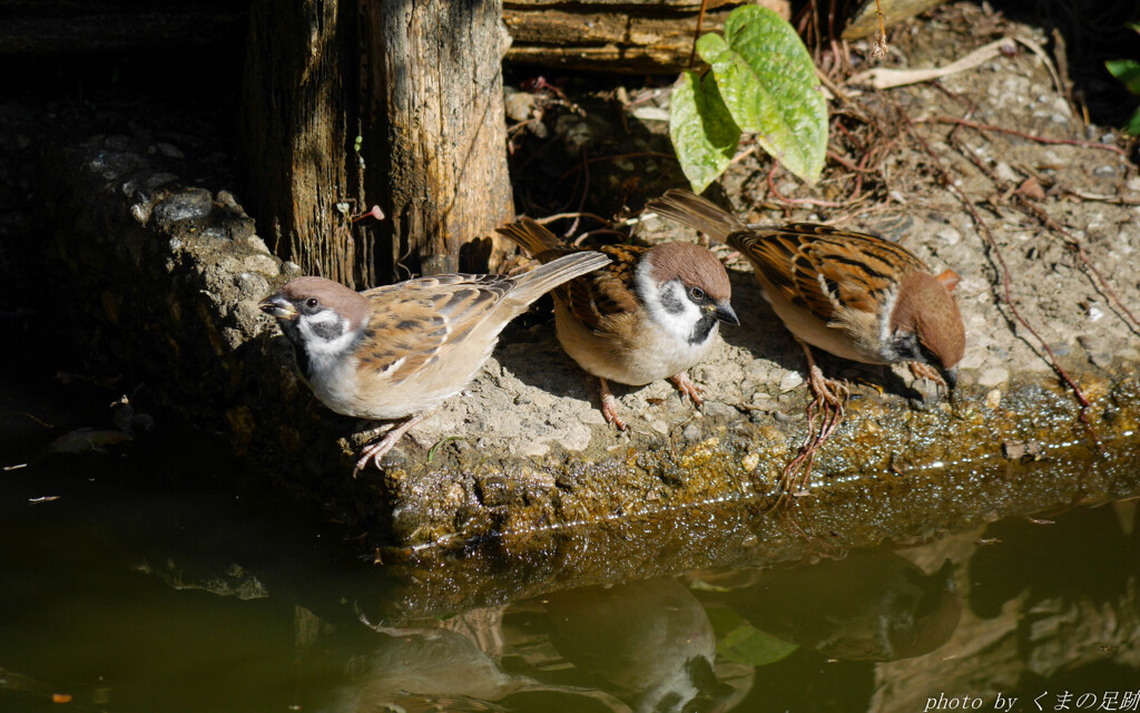 ちゅちゅんがちゅん　よいよいよい