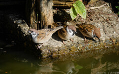 ちゅちゅんがちゅん　よいよいよい