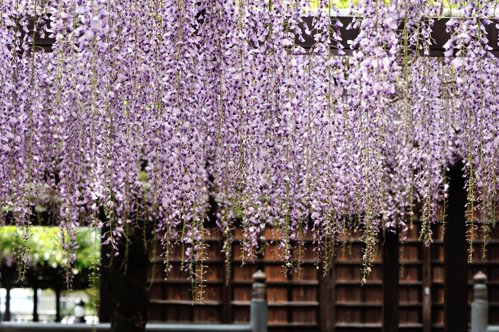 藤の寺　葛井寺　弐