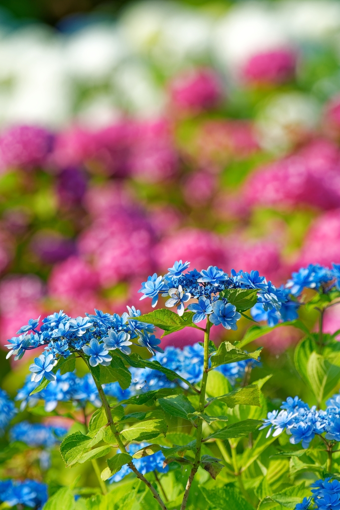 碧天の花