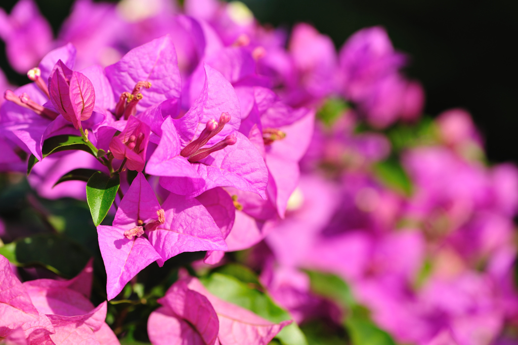 南国で見る花 紫の三角花弁の花々 By 自然堂哲 Id 写真共有サイト Photohito