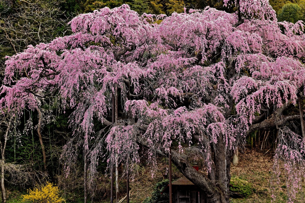 楚々たる桜樹 Ⅱ
