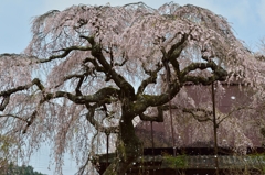 城之山桜の舞