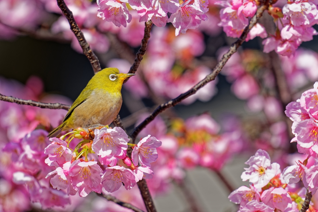 河津サクジロー　~自己紹介の巻~