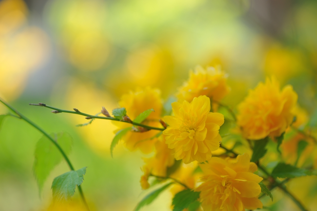 気品ある黄色い花々
