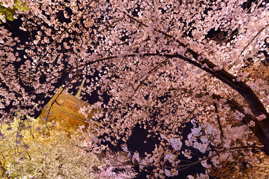 夜桜に囲まれて