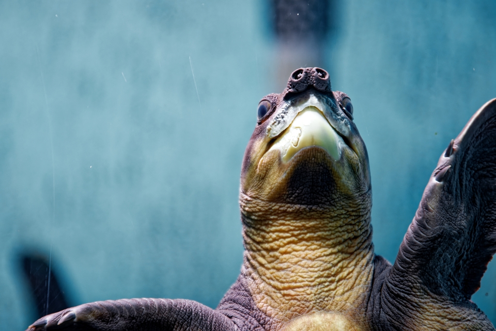 ブタバナガメの豚鼻