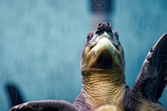 ブタバナガメの豚鼻