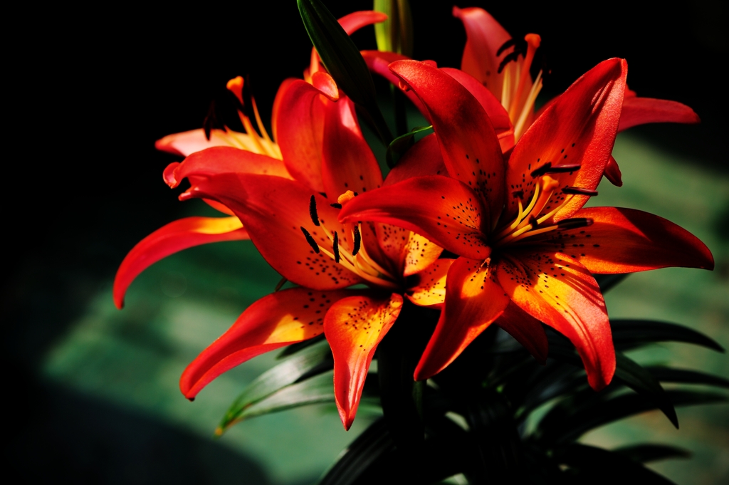 Lily Fire