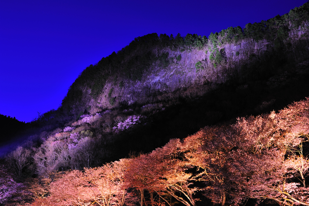 夜桜屏風